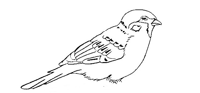 Sparrow-Drawing-4