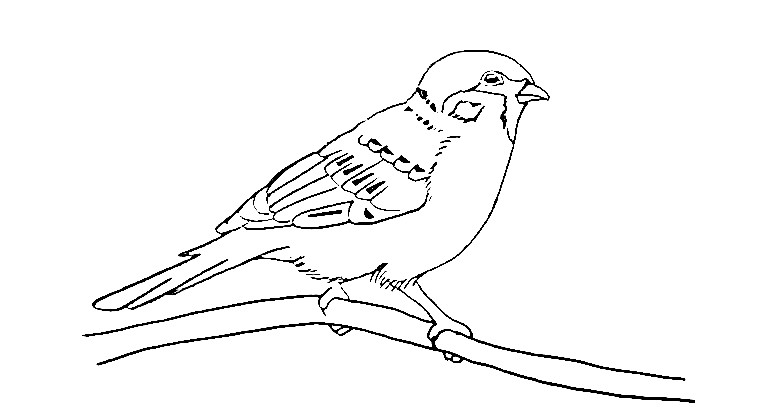 Sparrow-Drawing-5