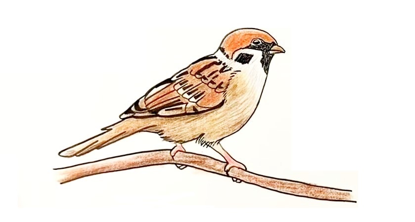 Sparrow-Drawing-6