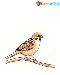 6 Simple Steps To Create A Lovely Sparrow Drawing – How To Draw A Sparrow Coloring Page