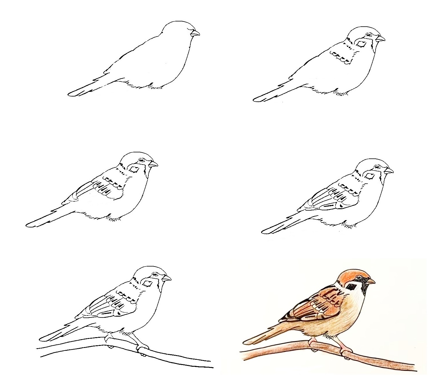 Sparrow-Drawing