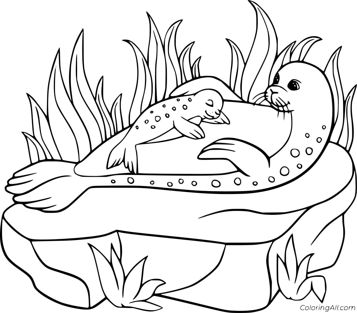 Spotted Seal Baby and Mother Coloring Page