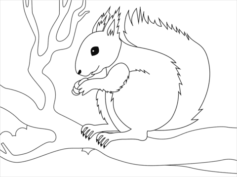 Squirell Coloring Image