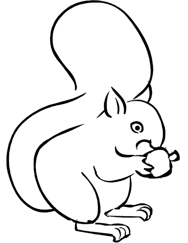 Squirrel Eating Acorn Free