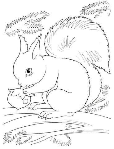 Squirrel Eating Nut Image