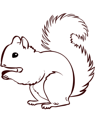 Squirrel Image For Kids