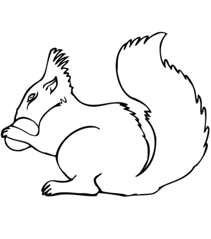 Squirrel with Acorn Picture