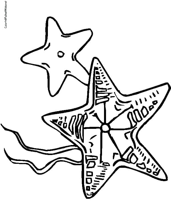 Starfish Coloring To Print