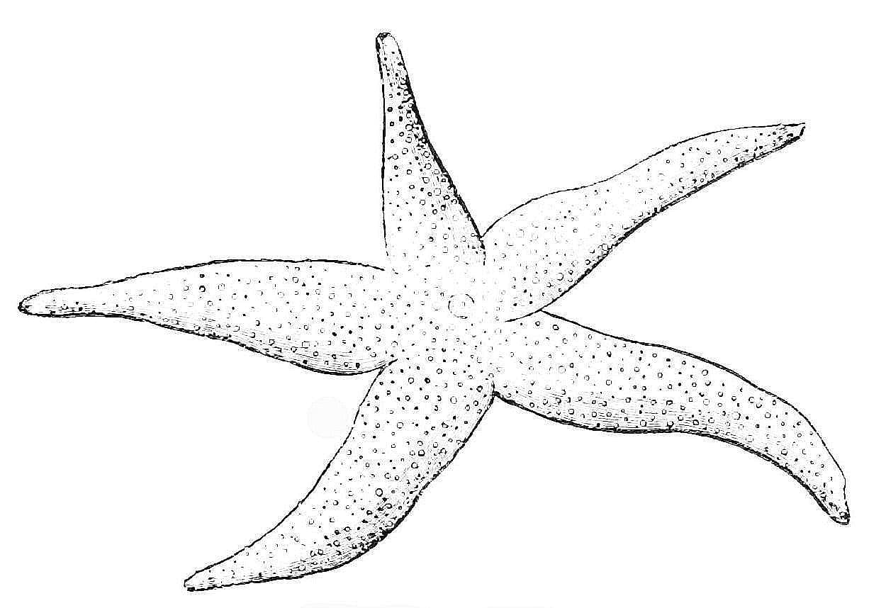 Starfish For Kids