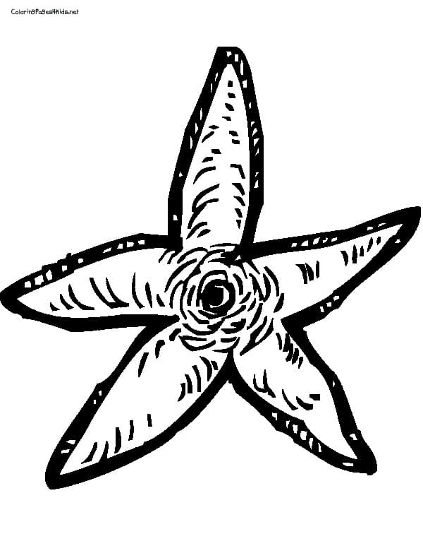 Starfish To Color Coloring Page