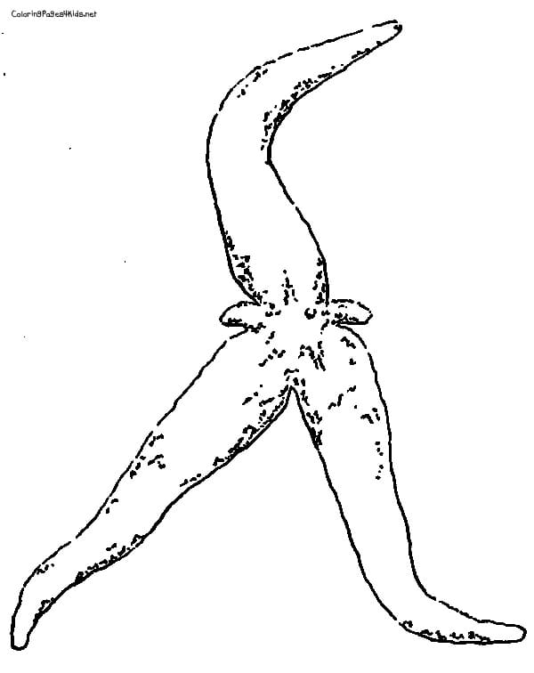 Starfish With Three Tentacles Coloring Page
