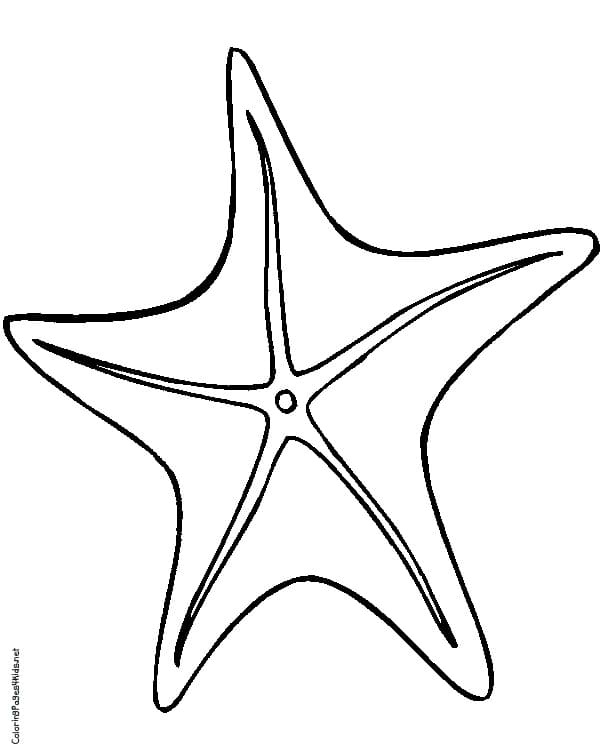 Starfish Image Lovely Coloring Page