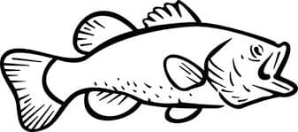 Striped Bass Picture For Kids Coloring Page