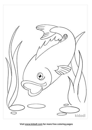 Striped Bass Picture To Print Coloring Page