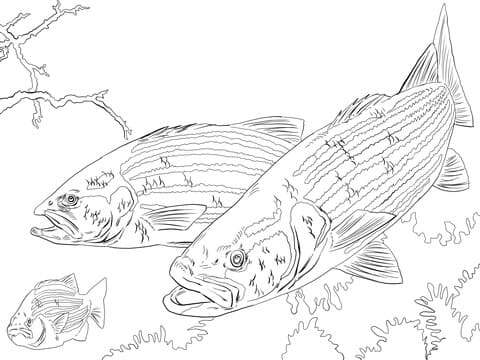 Striped Bass Picture Coloring Page