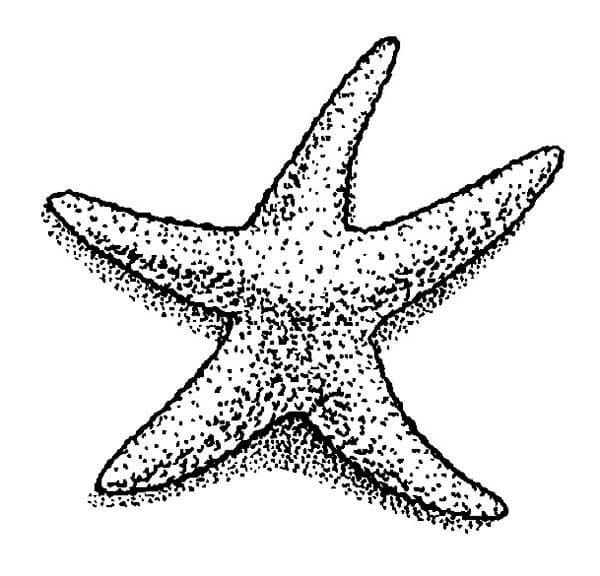 Sweet Starfish Kids Image Coloring Page