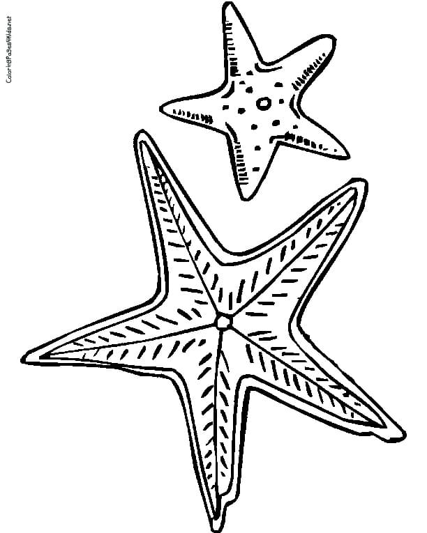 Sweet Two Starfish Image