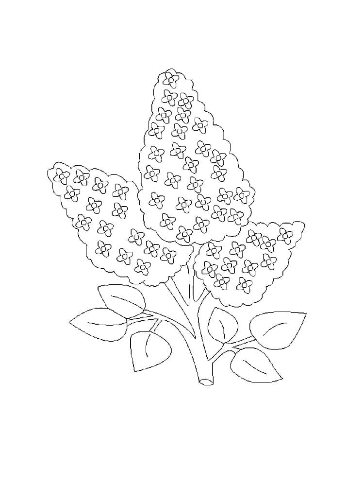 Syringa Lilac Flower For Kids