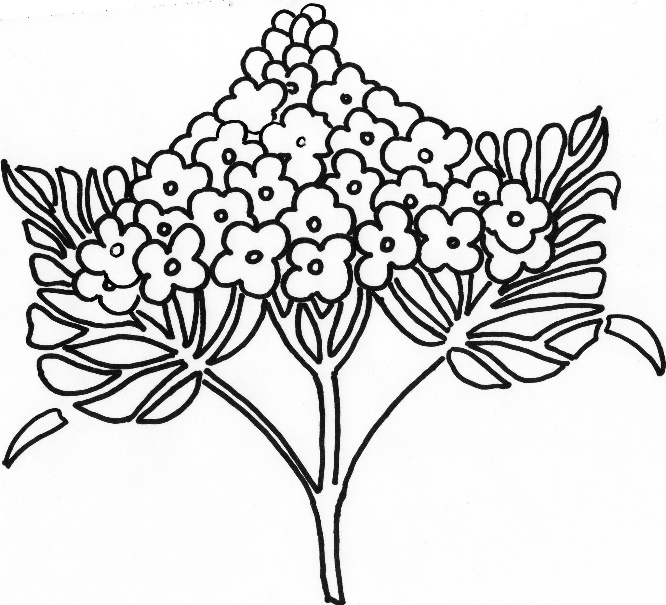 Syringa Lilac Flower Image