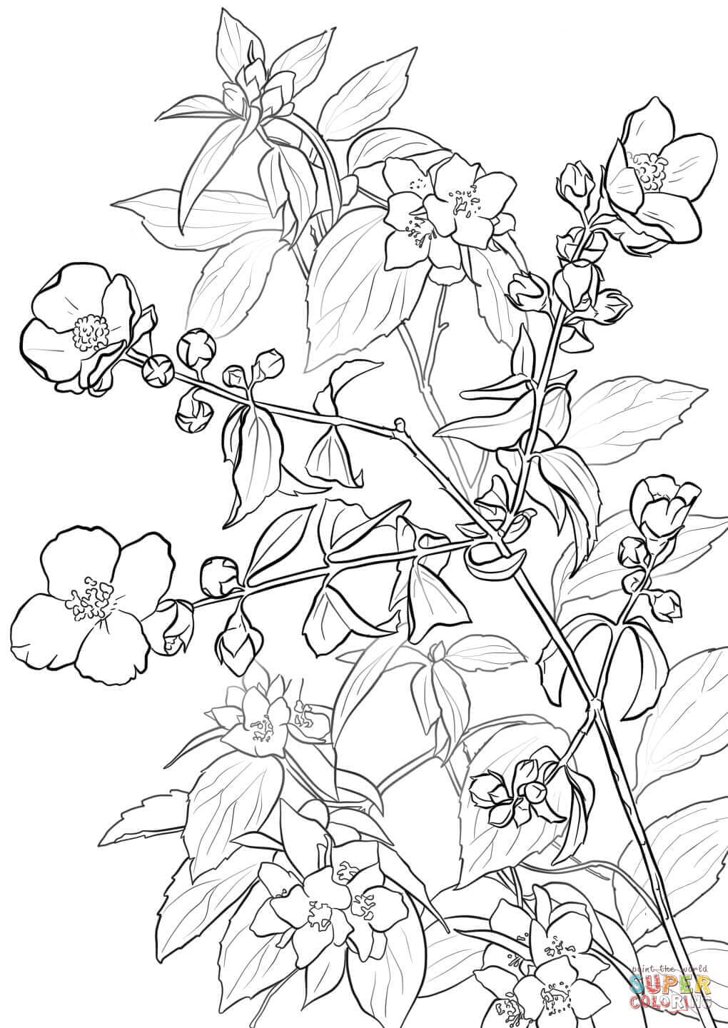 Syringa Lilac Flower Picture Coloring Page