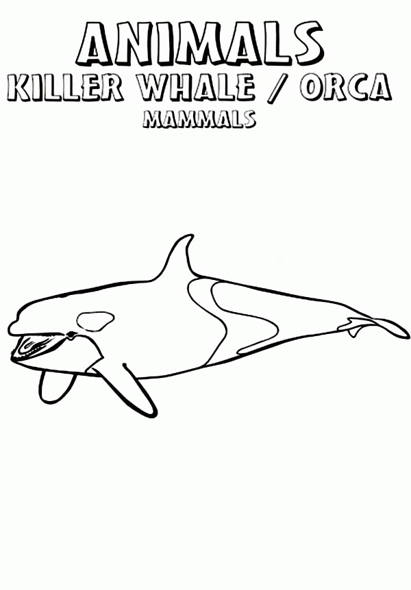 The Wild Animal Killer Whale Coloring Page