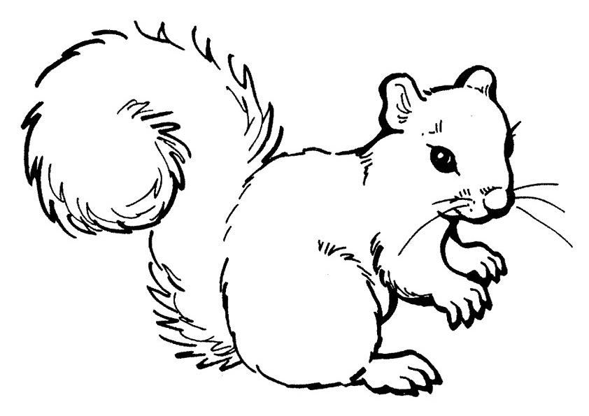 A Cute Squirrel Coloring Page
