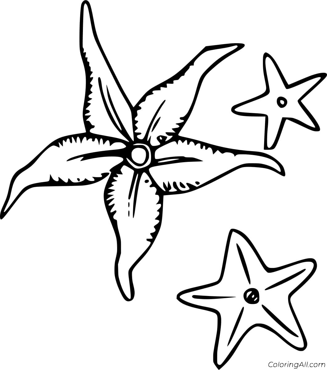 Three Starfish Image