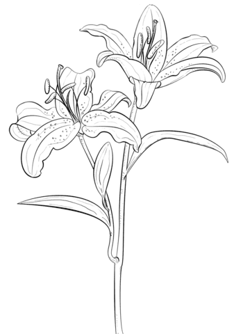 Tiger Lily Free Printable Coloring Page