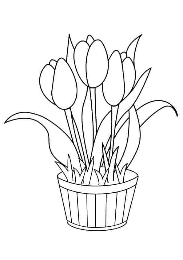 Tulips Flower Pot Coloring Page