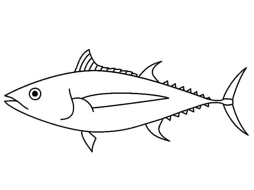 Tuna Fish