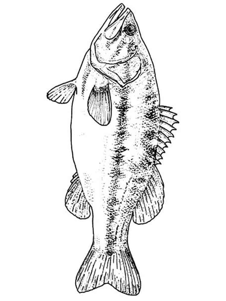 Two Basses For Children Coloring Page