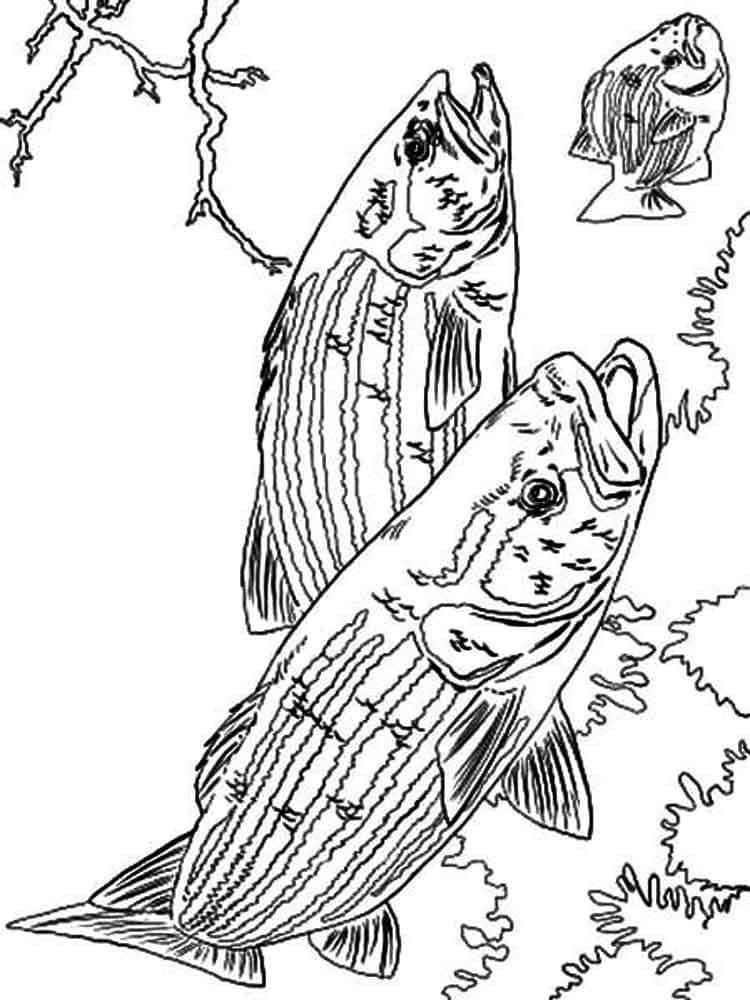 Two Basses For Kids Coloring Page