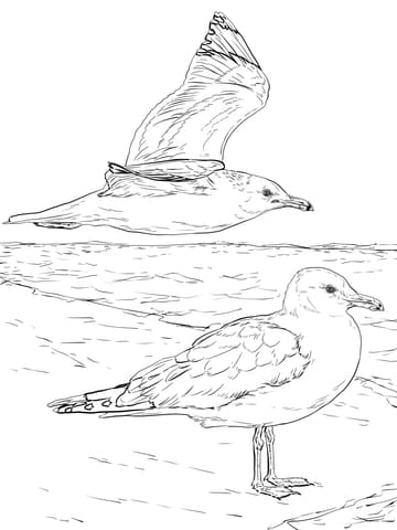 Two California Gulls