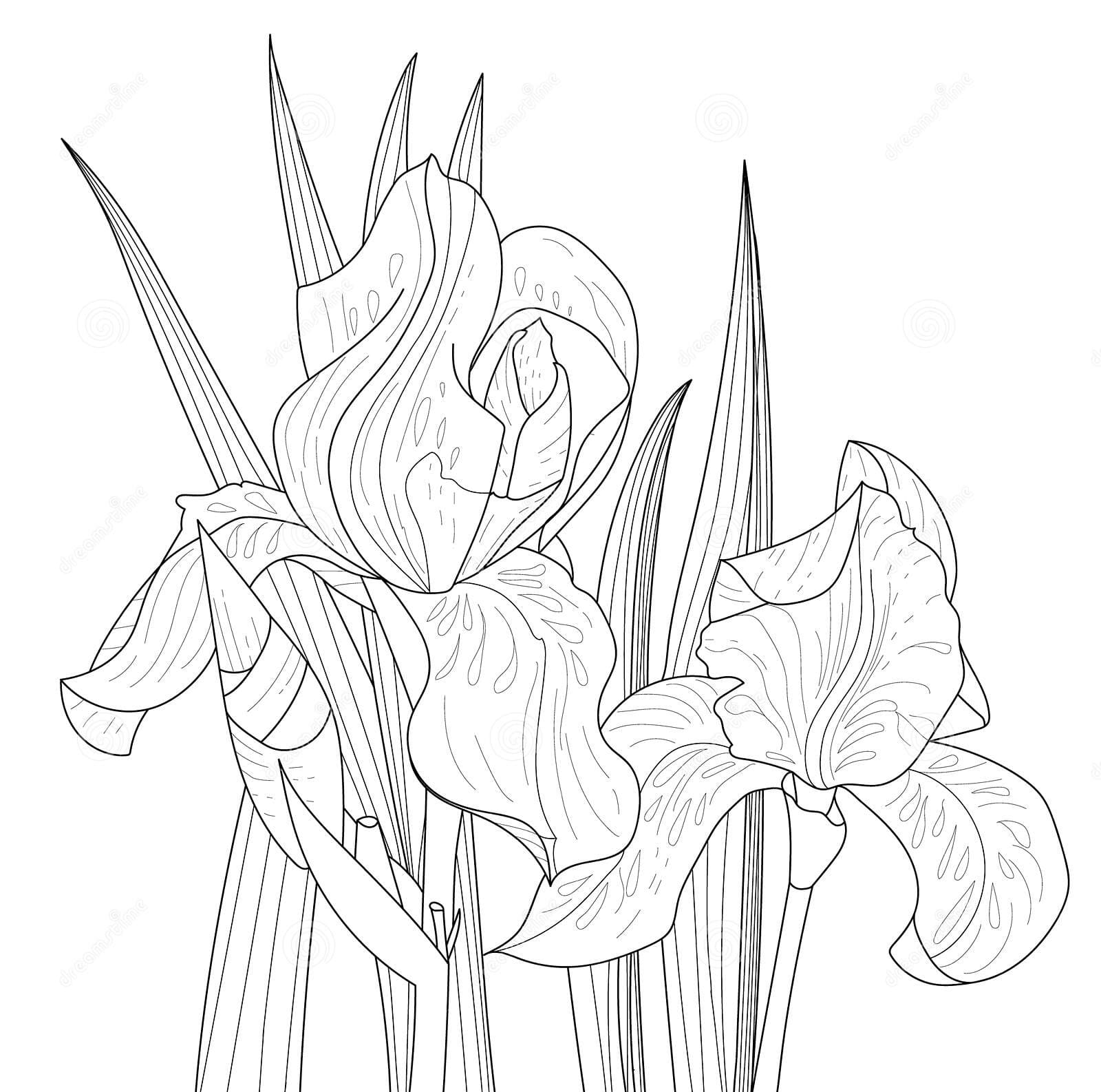Two Iris Flowers In The Leaves Coloring Page
