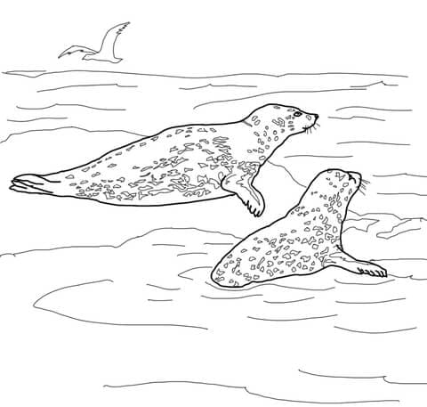 Two Leopard Seals