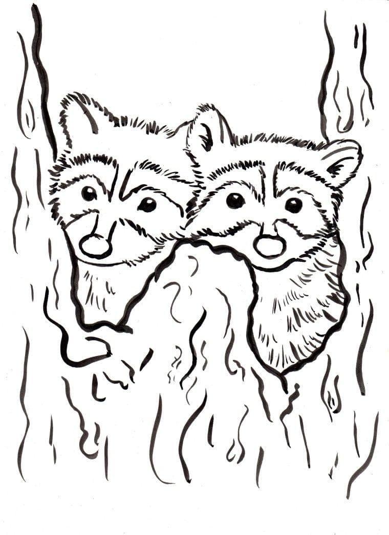 Two Raccoon Pretty