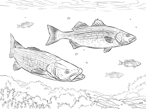 Two Striped Basses For Kids Coloring Page