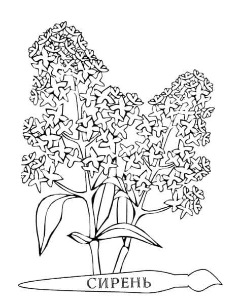 Type Of Lilac Painting For Children Coloring Page