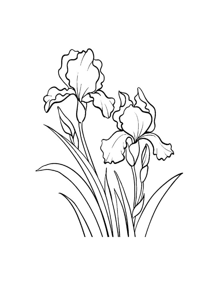 Vases With Iris Flower Image