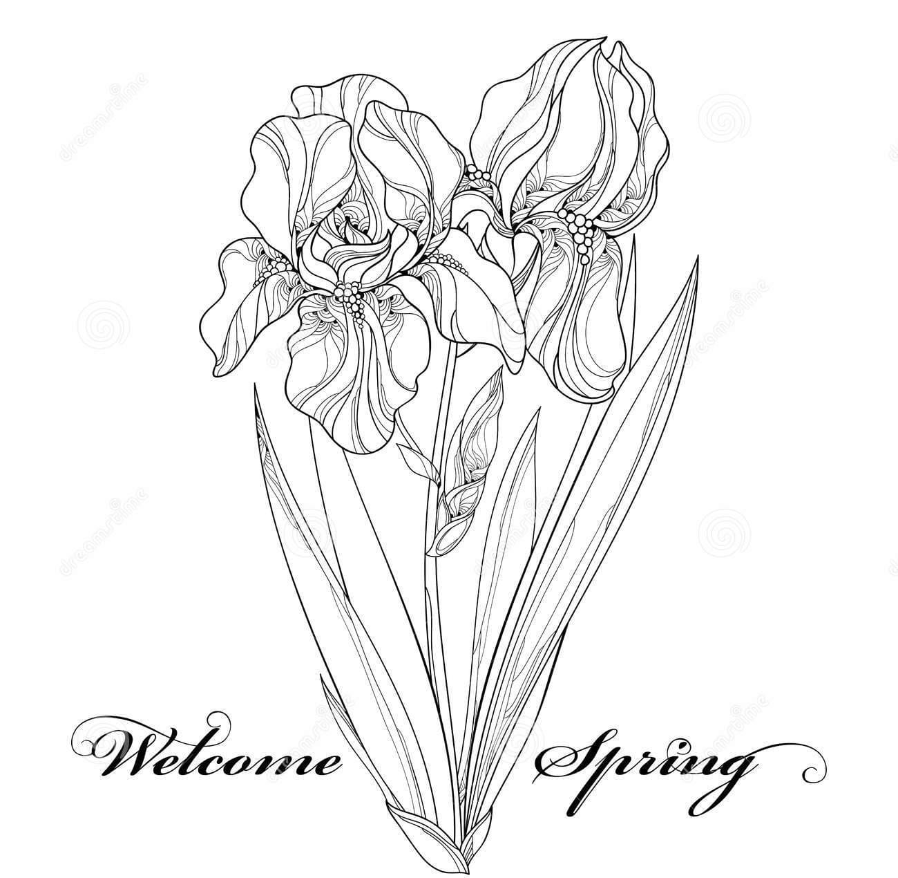 Vector Illustration With Outline Iris Flower