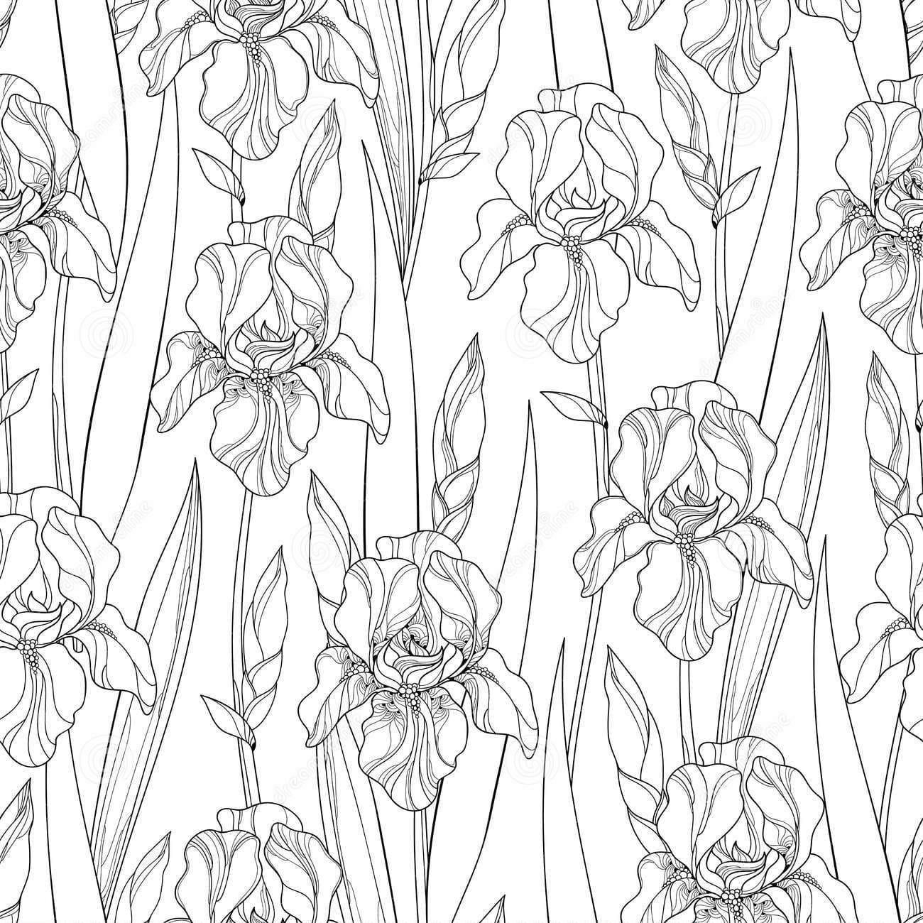 Vector Seamless Pattern With Outline Iris Flowers