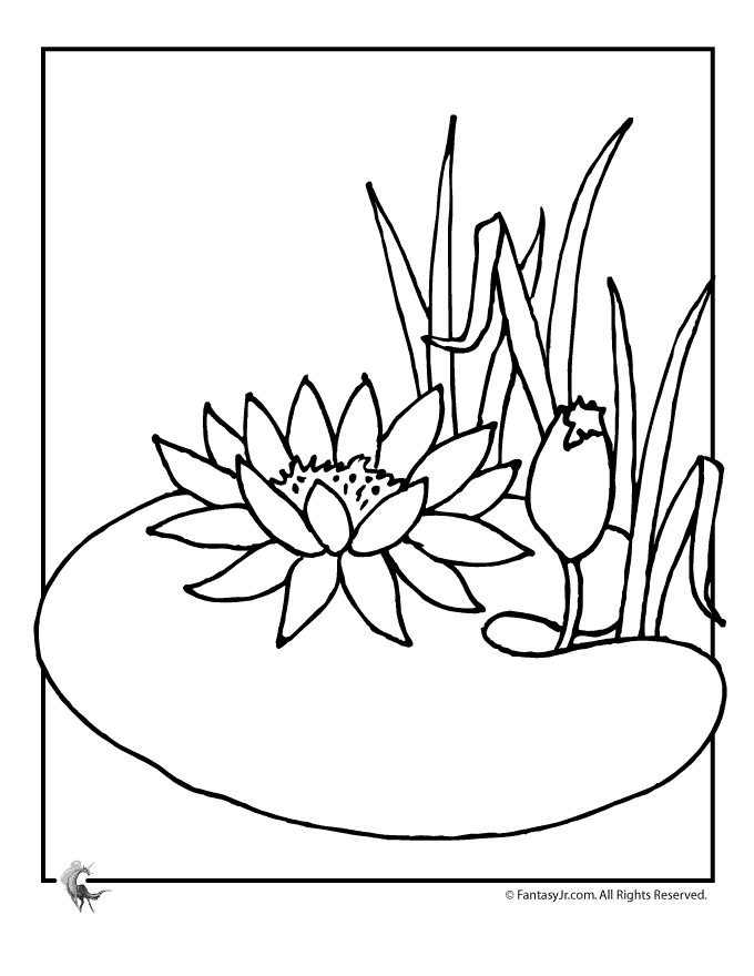 Water Lily Flower Free Printable Coloring Page