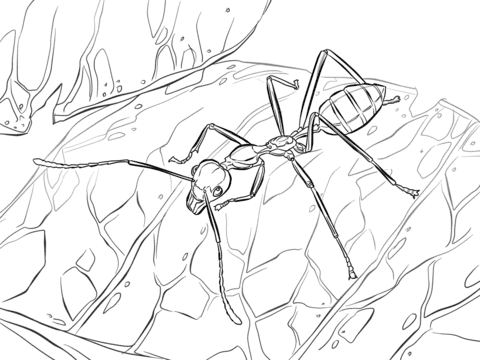 Weaver Ant