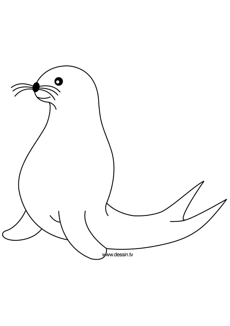 Weddell Seal Image