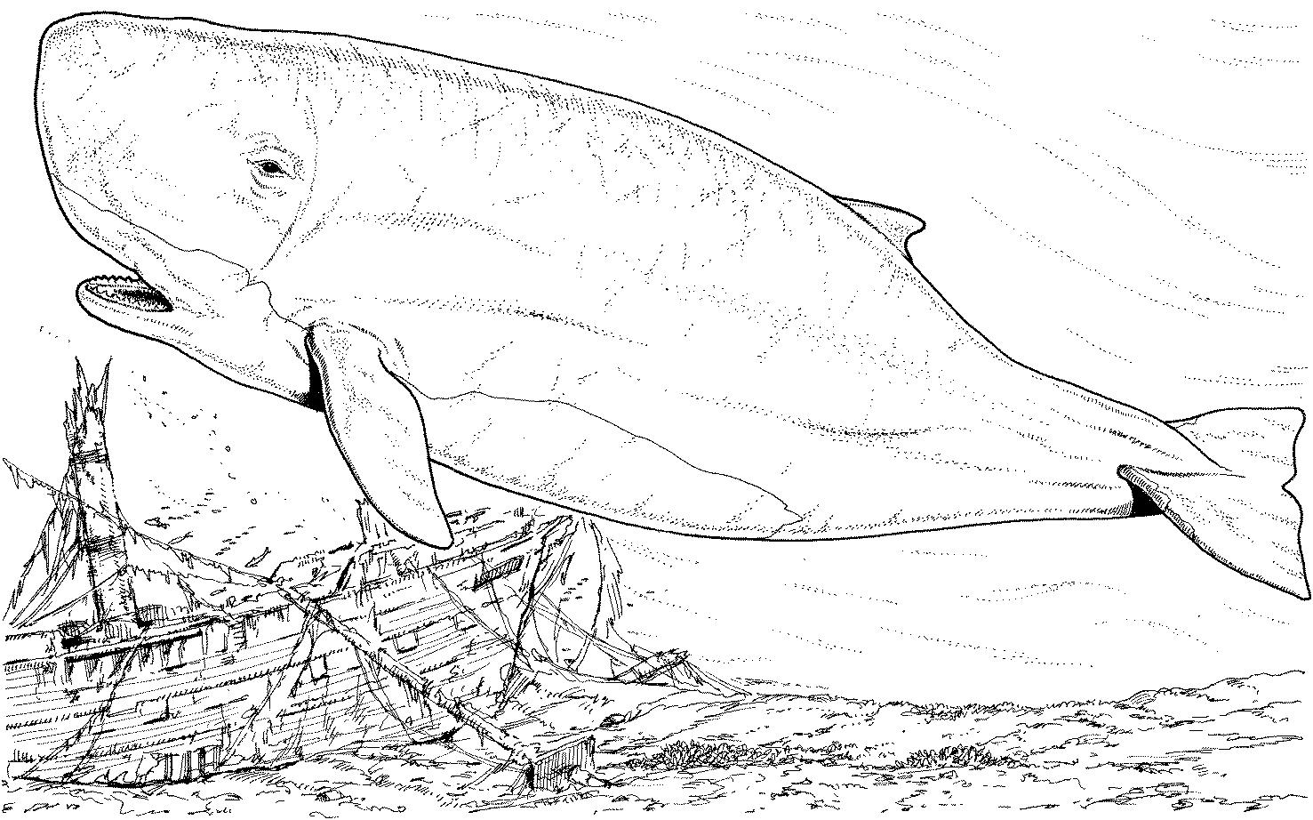 Whale Coloring Pages Picture