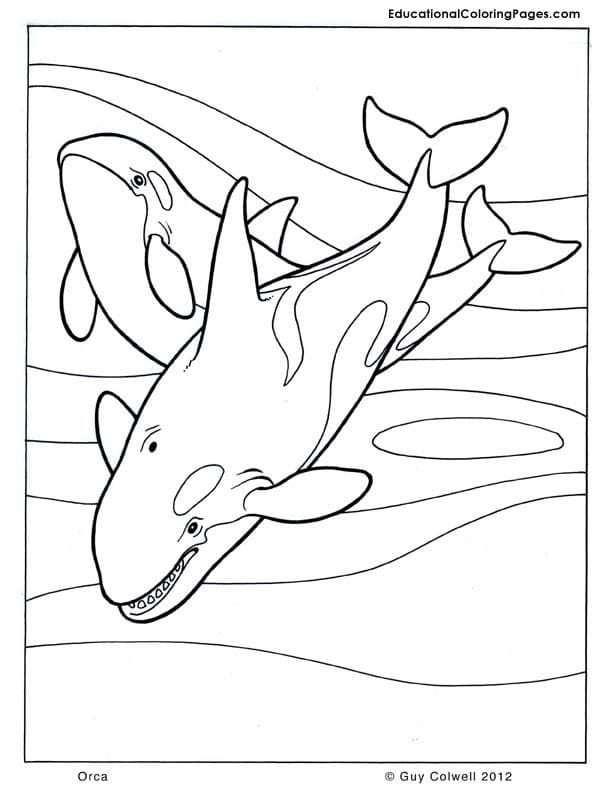 Whale Coloring Picture