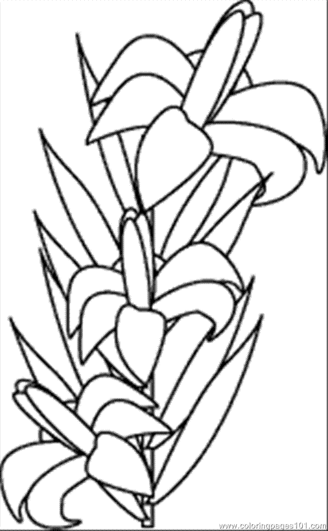 White Lily Free Printable Coloring Page