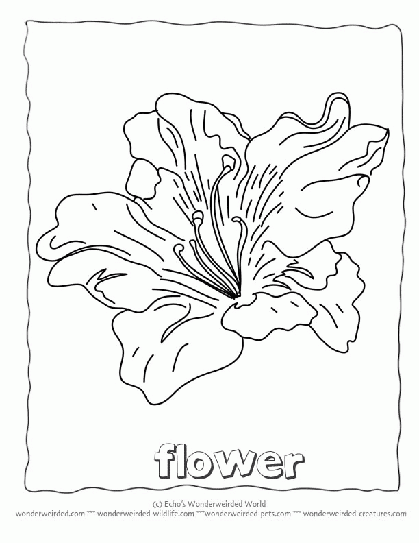 White Lily Image Free Printable Coloring Page