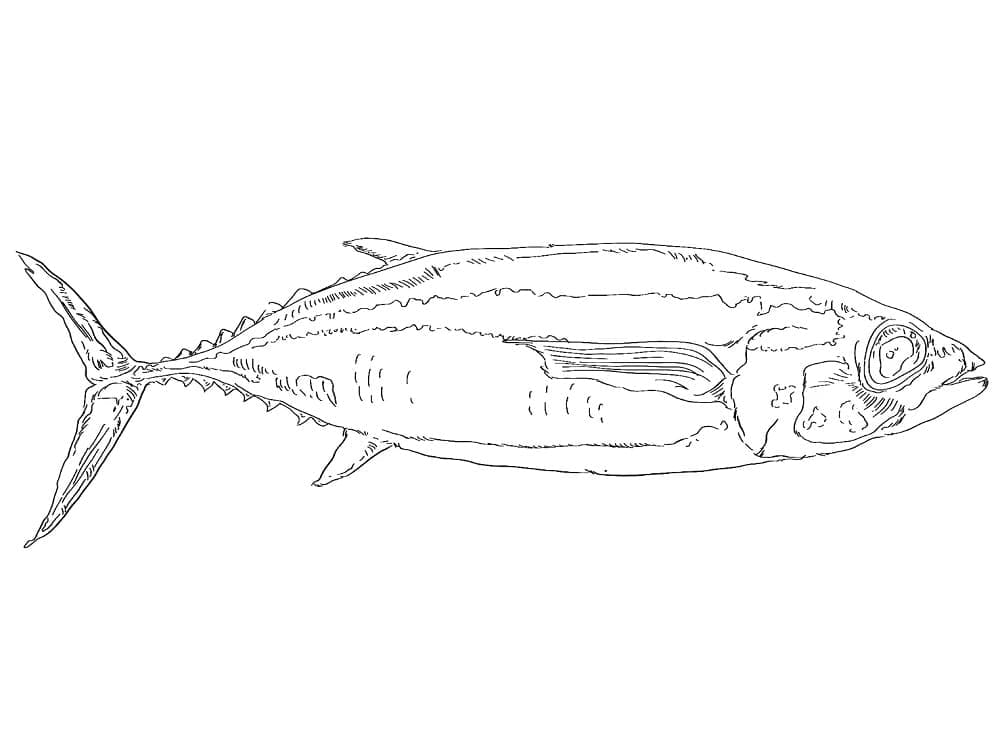 White Tuna Fish Coloring Page