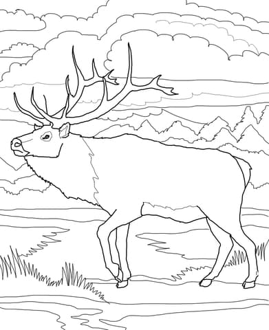 Woodland Caribou Image